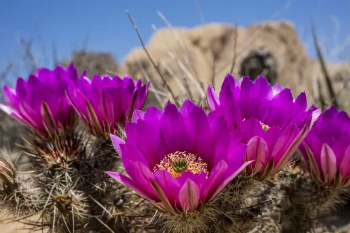 Framed Print : Cactus flowers