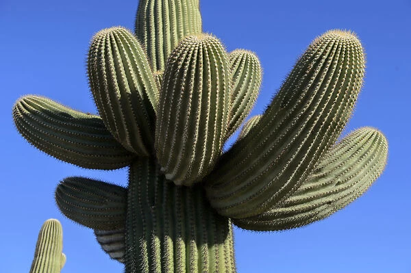 Cactus at Gila Bend, Arizona, USA