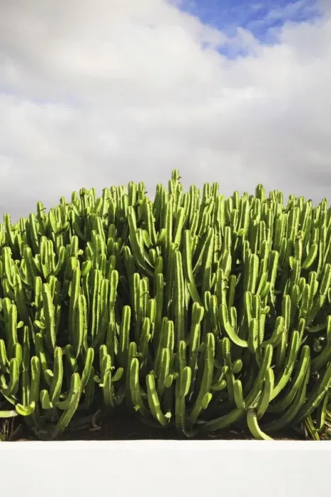 Framed Print : Cactus group, Lanzarote, Canary Islands, Spain, Europe Framed Print : Cactus group, Lanzarote, Canary Islands, Spain, Europe