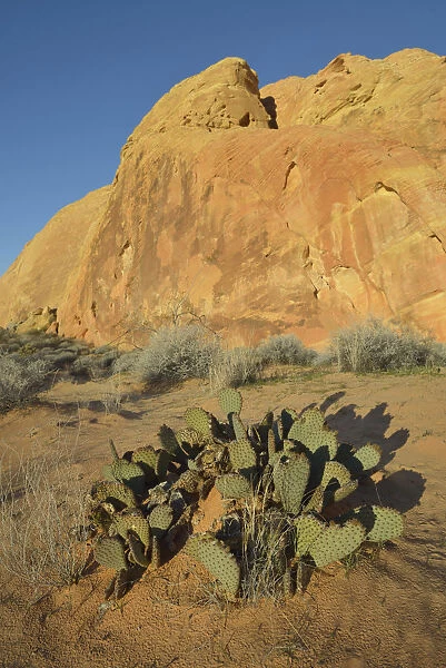 Cactus growing in front of sandstone formation at Valley of Fire State Park, Nevada, USA