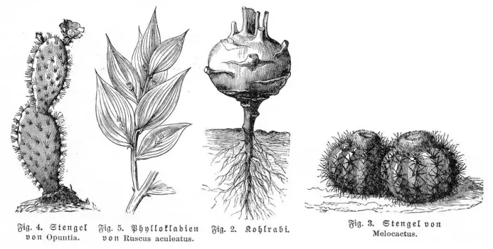 Framed Print : Cactus kohlrabi engraving 1895 Framed Print : Cactus kohlrabi engraving 1895