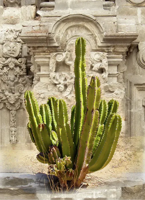 Framed Print : Cactus in front of ruins of baroque spanish church Framed Print : Cactus in front of ruins of baroque spanish church
