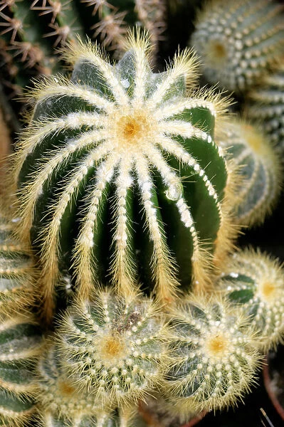 Cactus species, Notocactus magnificus