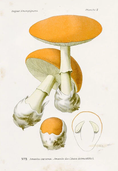 Caesars Amanita mushroom 1891