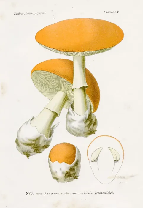Framed Print : Caesars Amanita mushroom 1891 Framed Print : Caesars Amanita mushroom 1891