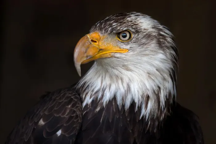 Framed Print : Caged Eagle Framed Print : Caged Eagle
