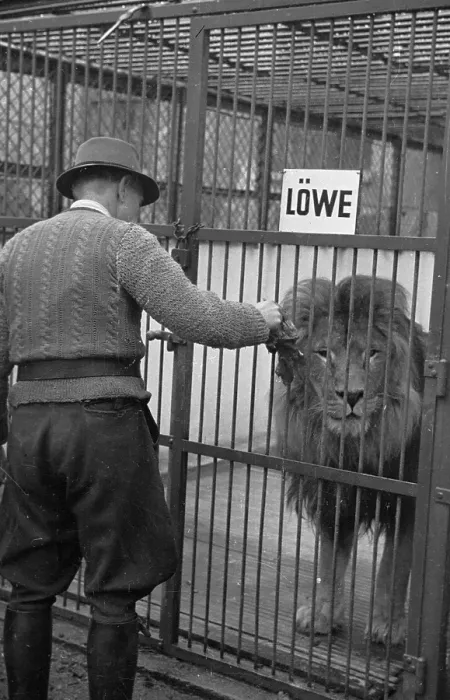Framed Print : Caged Lion Framed Print : Caged Lion