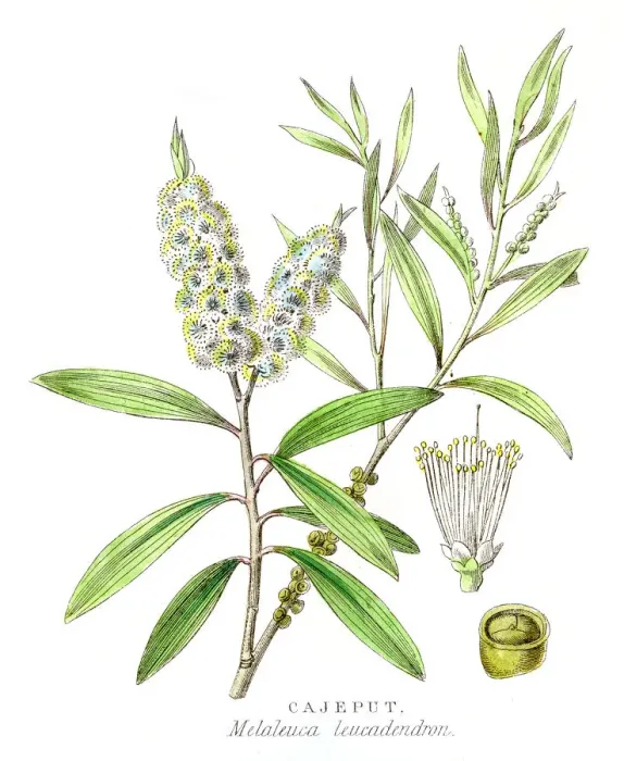 Framed Print : Cajeput botanical engraving 1857 Framed Print : Cajeput botanical engraving 1857