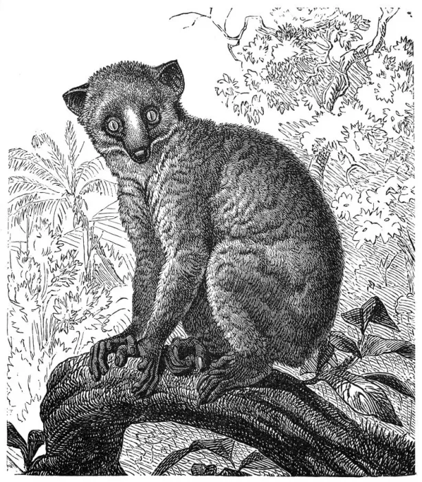 Framed Print : Calabar angwantibo (Arctocebus calabarensis)