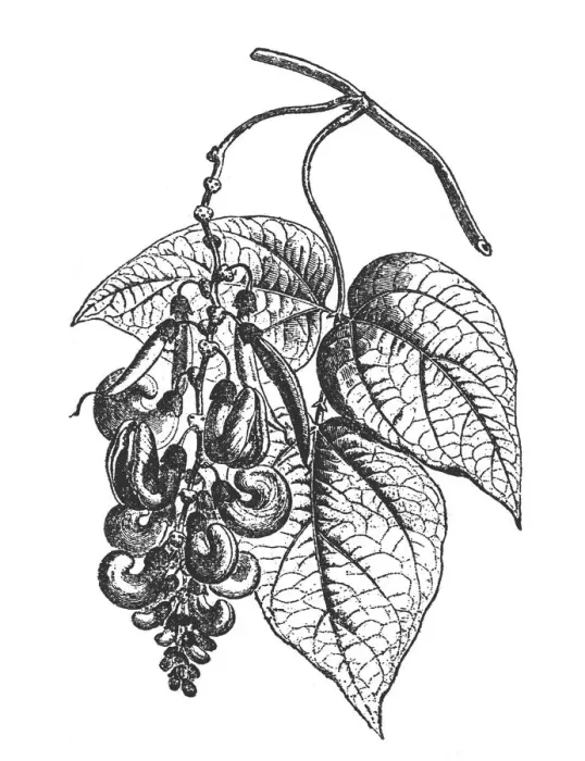 Framed Print : Calabar Bean (Physostigma Venenosum)