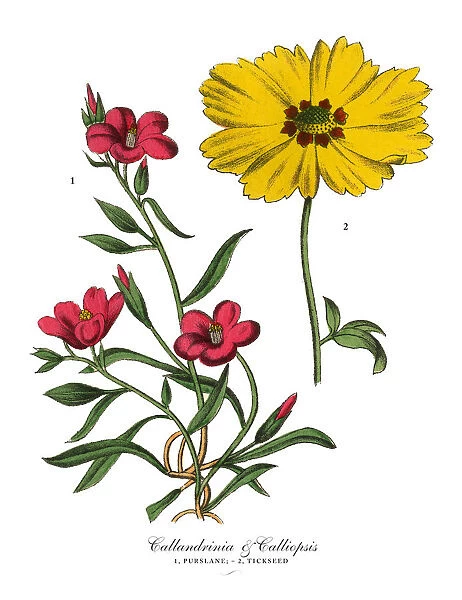 Calandrinia or Purslane Plant and Calliopsis or Tickseed Plant, Victorian Botanical Illustration