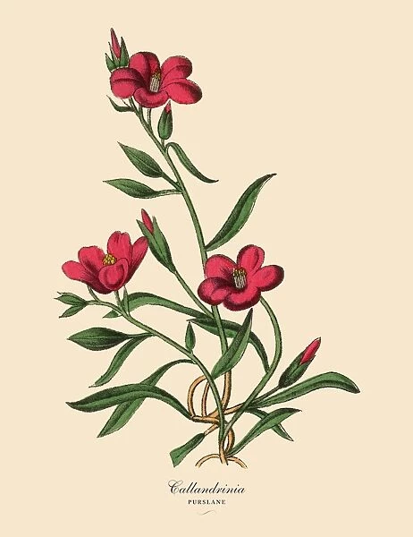 Calandrinia or Purslane Plant, Victorian Botanical Illustration
