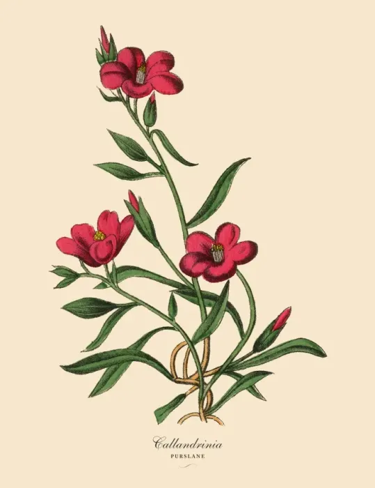 Framed Print : Calandrinia or Purslane Plant, Victorian Botanical Illustration Framed Print : Calandrinia or Purslane Plant, Victorian Botanical Illustration