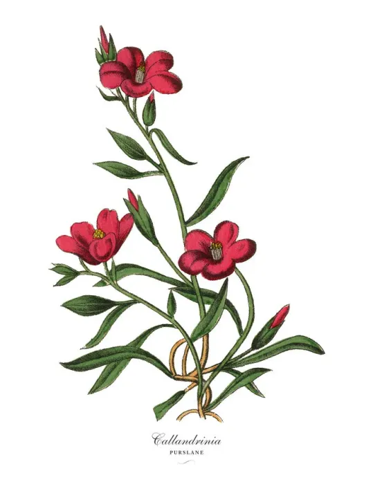 Framed Print : Calandrinia or Purslane Plant, Victorian Botanical Illustration Framed Print : Calandrinia or Purslane Plant, Victorian Botanical Illustration