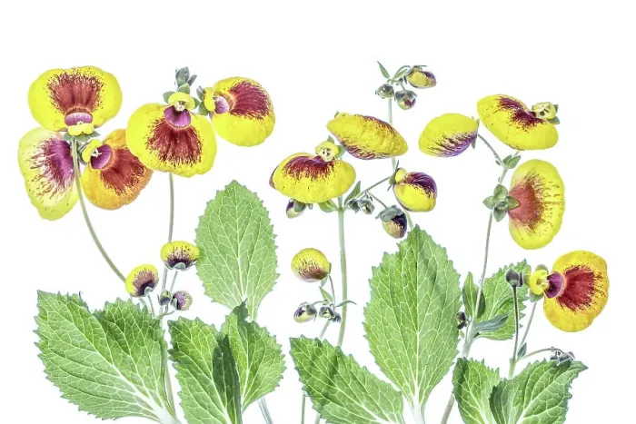 Framed Print : Calceolaria Framed Print : Calceolaria