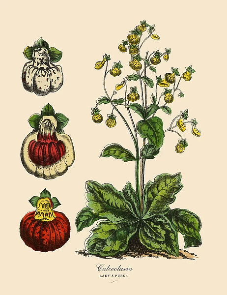 Calceolaria or Ladyas Purse Plants, Victorian Botanical Illustration