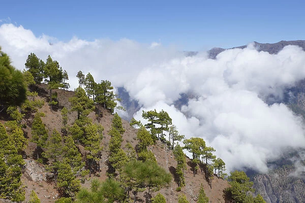 Caldera de Taburiente National Park, view from Pico Bejenado, La Palma, Canary Islands, Spain, Europe