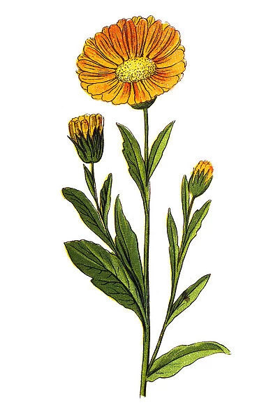 Calendula officinalis, the pot marigold, ruddles, common marigold or Scotch marigold