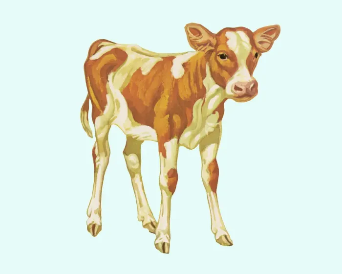 Framed Print : Calf Framed Print : Calf