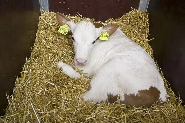 Calf in a calf box