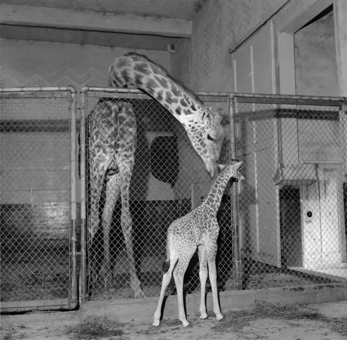 Framed Print : Calf Giraffe
