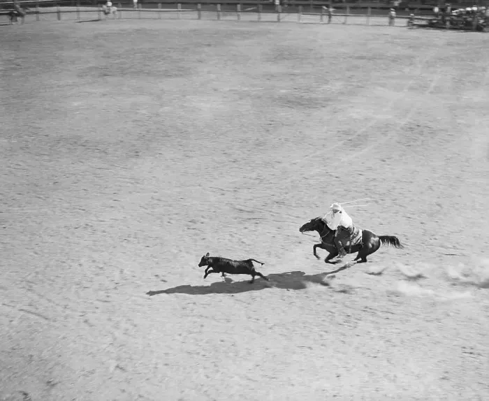 Framed Print : Calf Roping At Rodeo Framed Print : Calf Roping At Rodeo