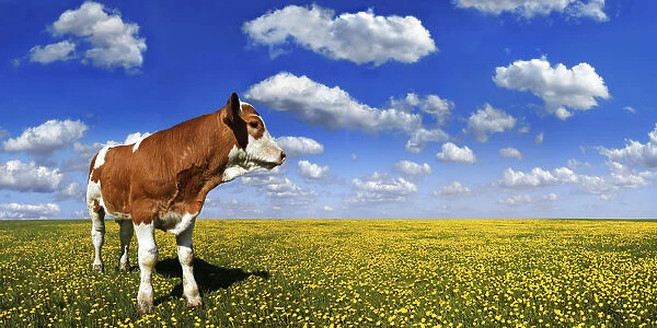Calf standing on a meadow with dandelions against a blue sky with white clouds
