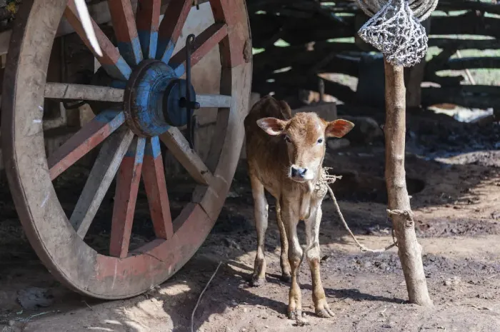 Framed Print : Calf, tied up, India Framed Print : Calf, tied up, India