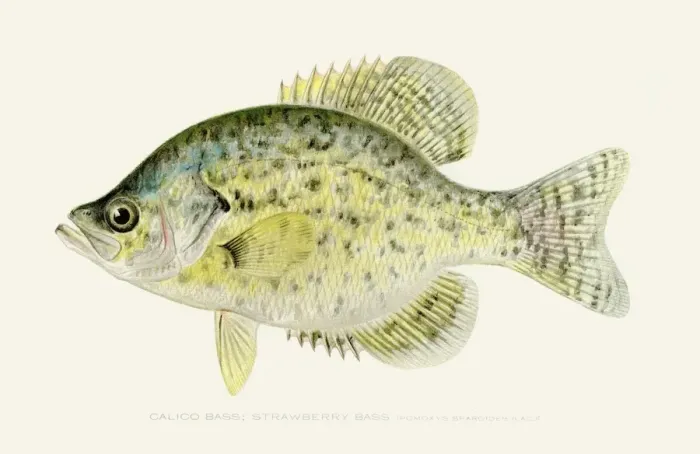 Framed Print : Calico kelp bass illustration 1896