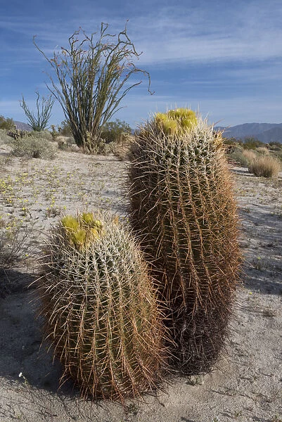 California Barrel Cactus (Ferocactus cylindracaus) and Ocotillo (Fouquieria Splendens) in Anza-Borrego Desert State Park, California, USA