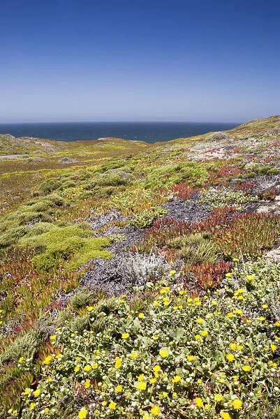 California Coastal Wild Flowers With Ocean In The Background