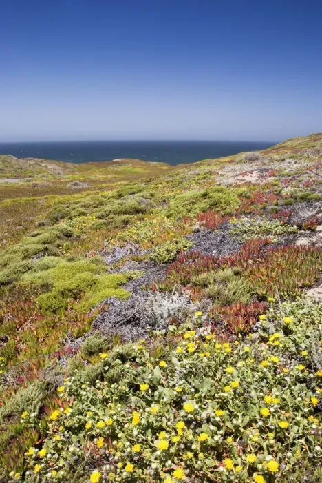 Framed Print : California Coastal Wild Flowers With Ocean In The Background Framed Print : California Coastal Wild Flowers With Ocean In The Background