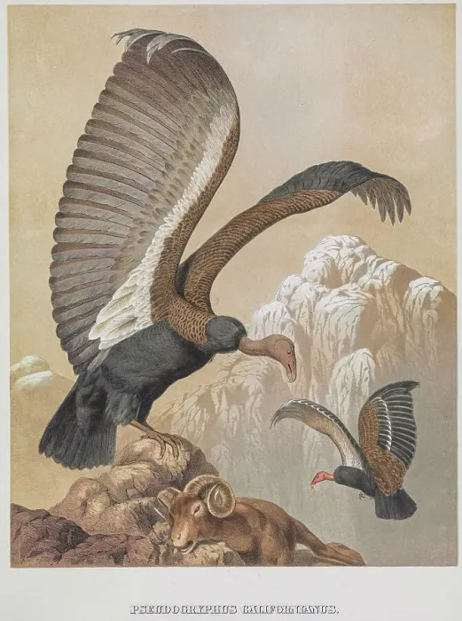 Framed Print : California condor, 19th century illustration Framed Print : California condor, 19th century illustration