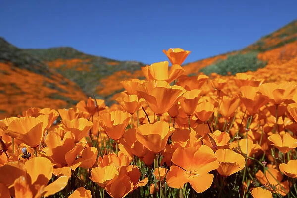 California Golden Poppy blooming in spring, Walker Canyon near Lake Elsinore, CA