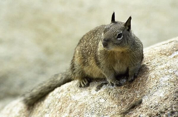 California ground squirrel (Spermophilus beecheyi) on the coast of Monterey, California, USA