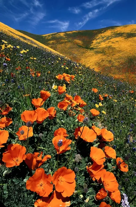 Framed Print : California Poppies Framed Print : California Poppies