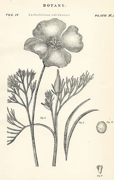 California poppy engraving 1877