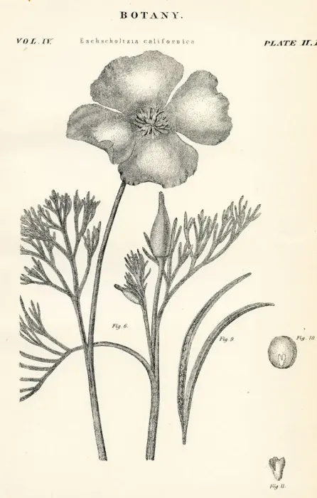 Framed Print : California poppy engraving 1877