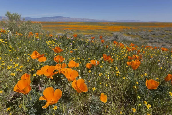 California poppy (Eschscholzia californica) blooms and goldfields cover field, Mojave Desert, California, USA