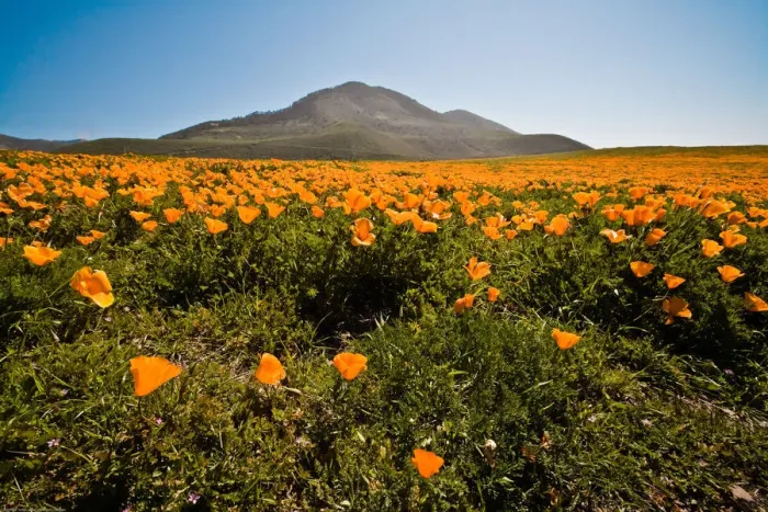 Framed Print : California poppy field point buchon Framed Print : California poppy field point buchon