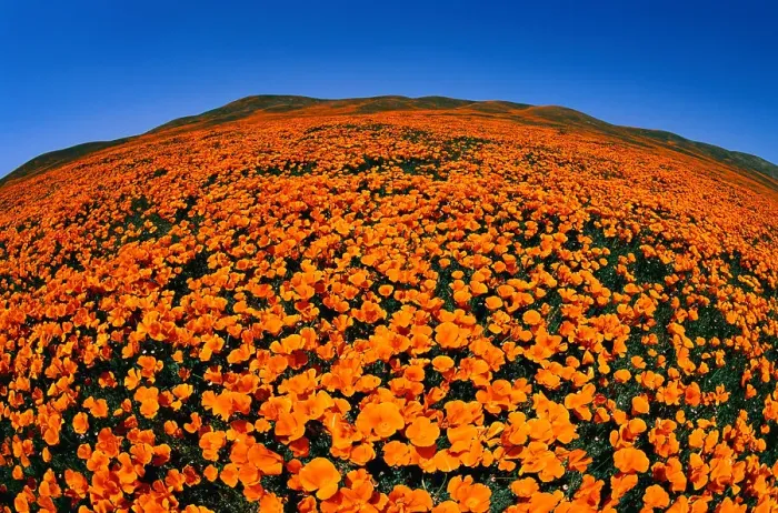 Framed Print : California Poppy Reserve Framed Print : California Poppy Reserve