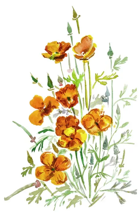 Framed Print : California Poppy watercolor Framed Print : California Poppy watercolor