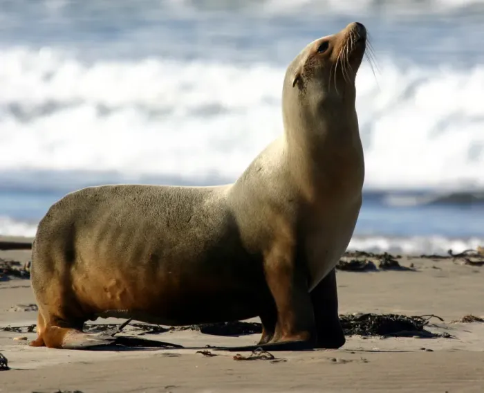 Framed Print : California Sea Lion Framed Print : California Sea Lion