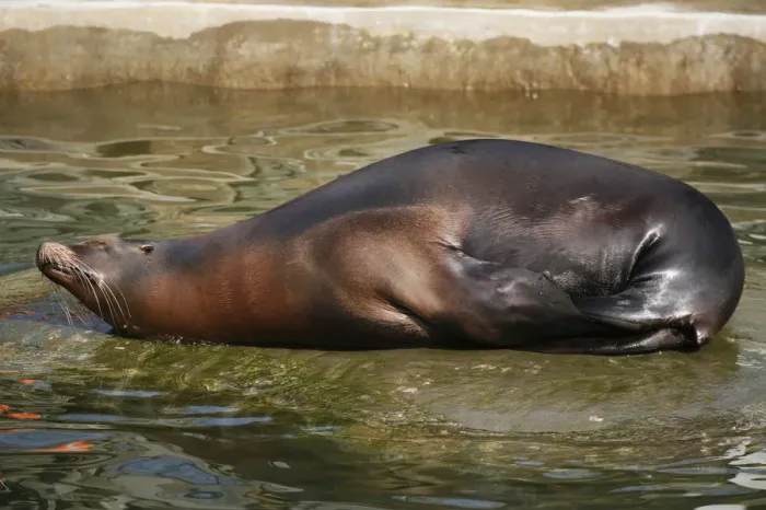 Framed Print : California Sea Lion -Zalophus californianus-, female, resting, captive