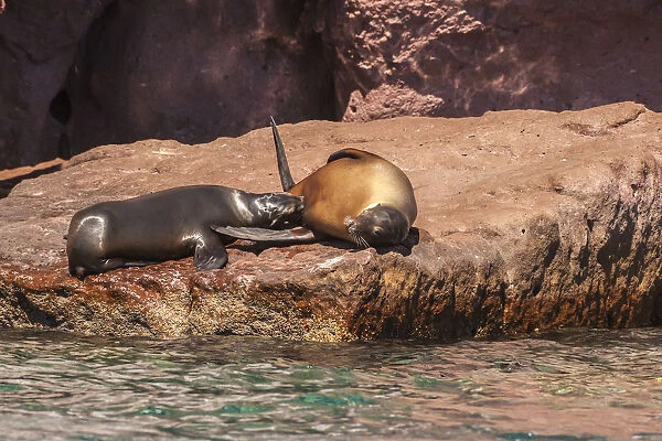 California sea lions lying on rock, Isla San Jose, Baja California Sur, Mexico