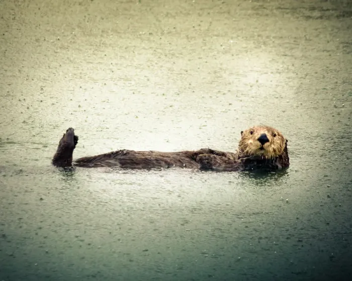 Framed Print : California Sea Otter Framed Print : California Sea Otter
