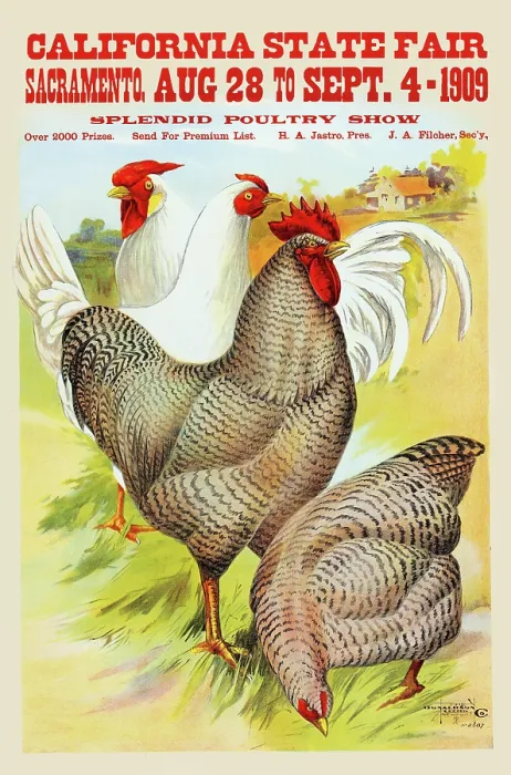 Framed Print : California State Fair, Sacramento, Aug. 28 to Sept. 4 - 1909, splendid poultry show