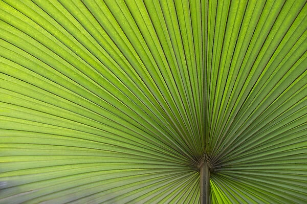 California Washingtonia, Northern Washingtonia, California fan pal -Washingtonia filifera-, palm frond