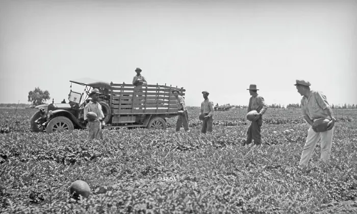 Framed Print : Californian Melon Harvest Framed Print : Californian Melon Harvest