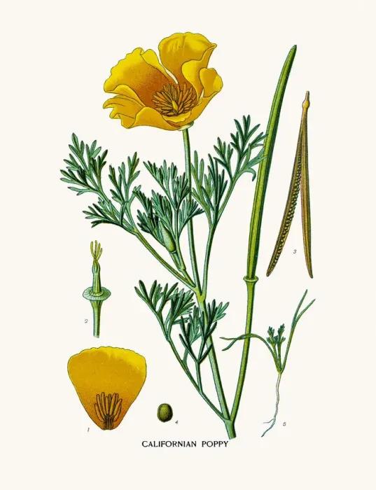 Framed Print : Californian Poppy Framed Print : Californian Poppy
